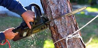 How Our Tree Care Process Works  in  Austintown, OH